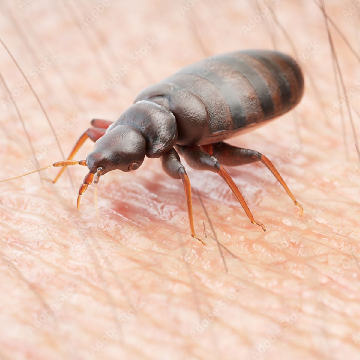 Bed bug extermination Myrtle Beach