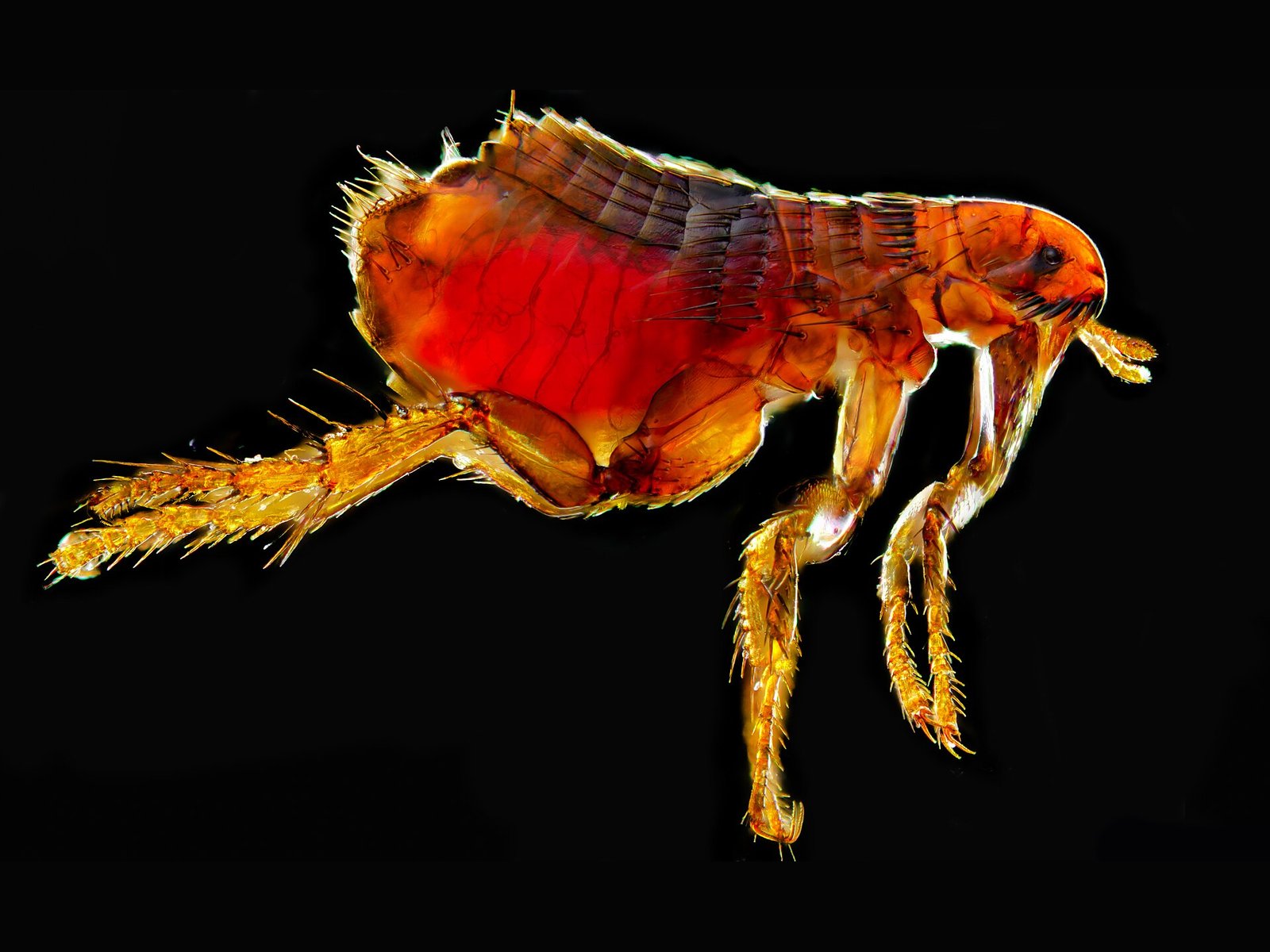Flea extermination Myrtle Beach