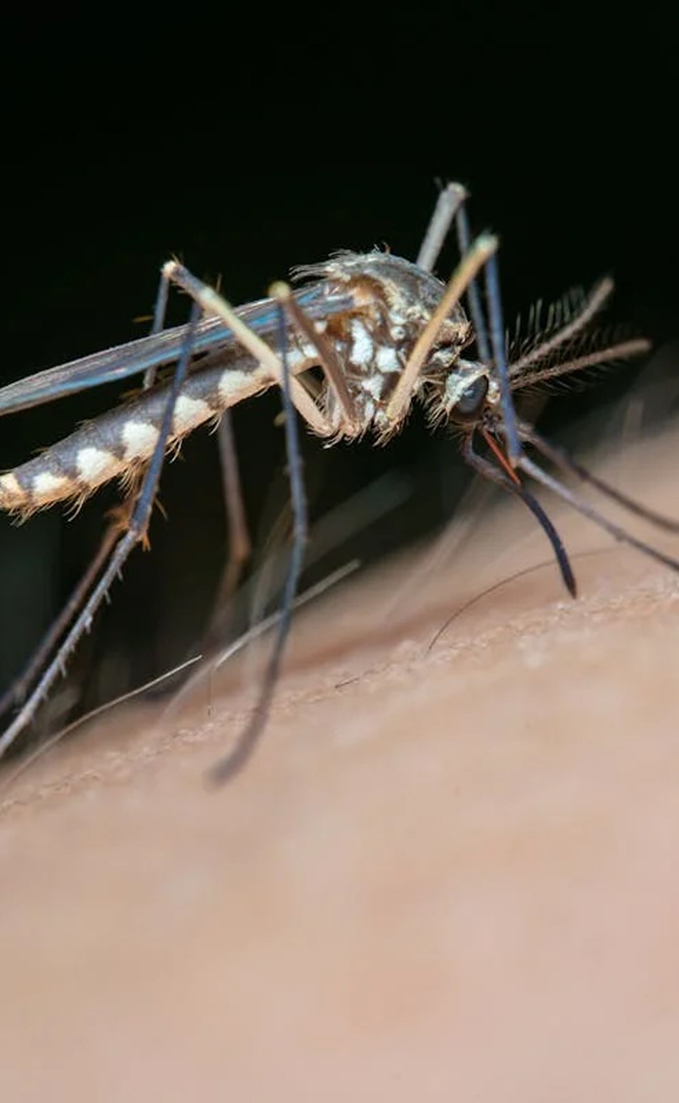 Mosquito yard spraying Myrtle Beach