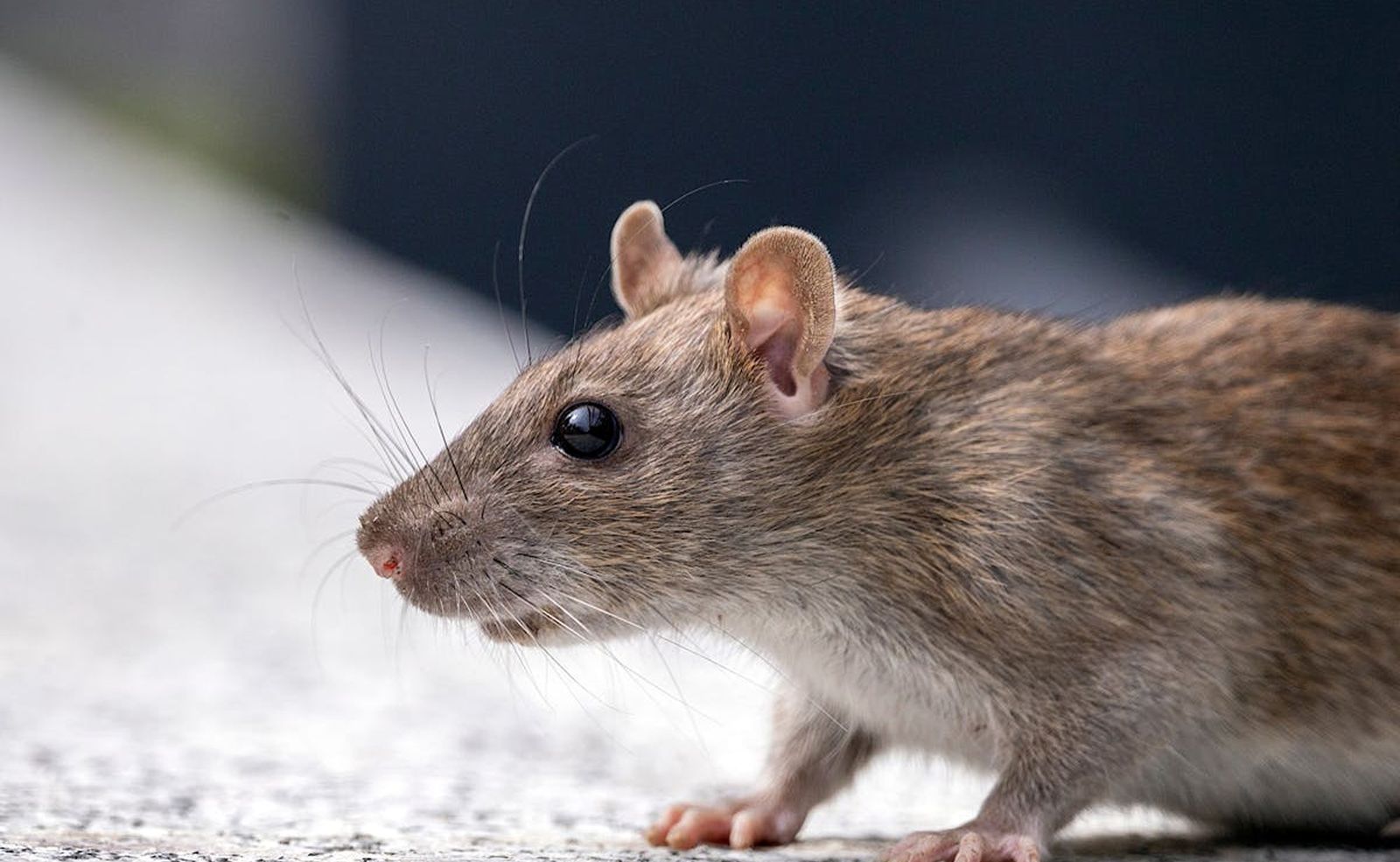 Rodent control Myrtle Beach mice and rats