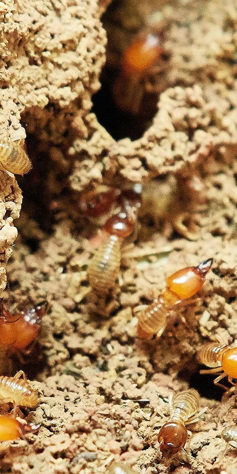 Termite extermination and CL-100 inspections in Myrtle Beach