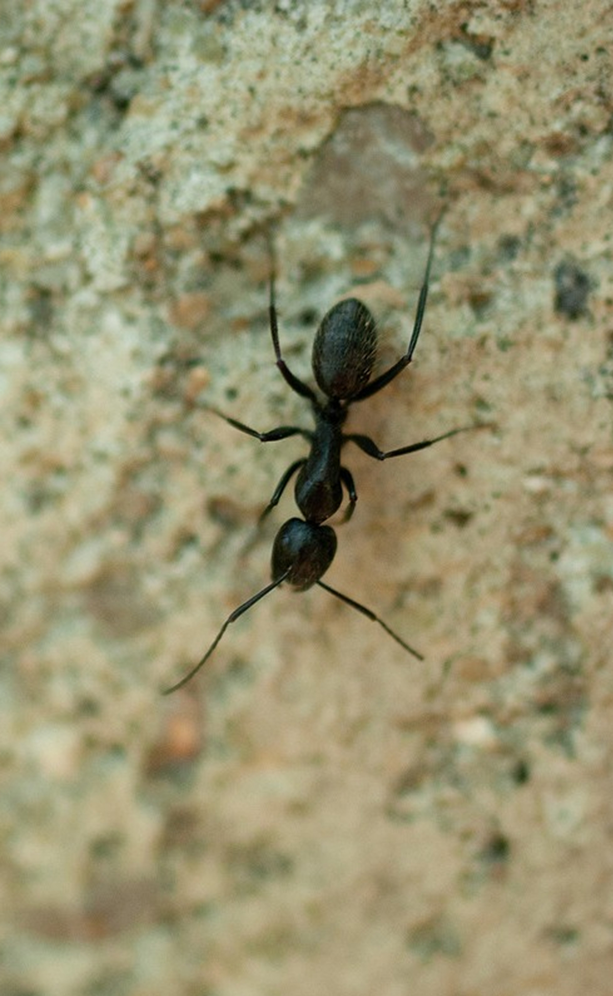 Ant