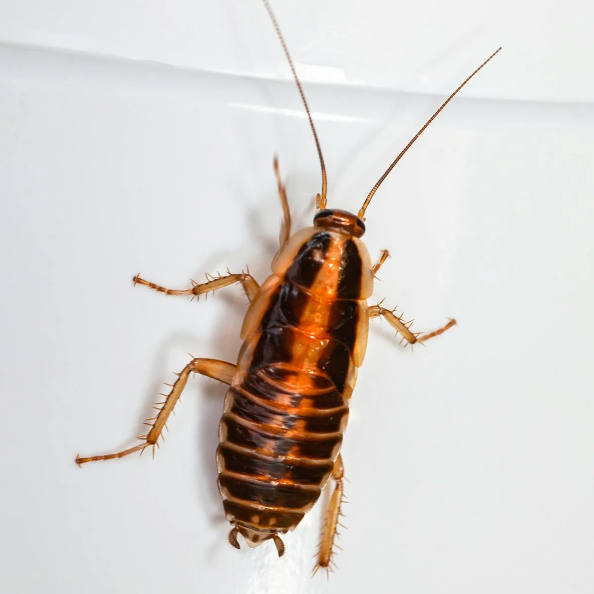 Roach