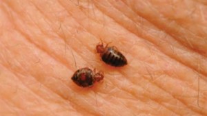 Bed Bug Exterminators Myrtle Beach - CPM Complete Pest Management