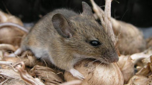 Mice & rodents exterminators myrtle beach. Check out this cute little mouse in your onion bag.