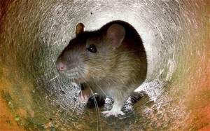 Rats entering your home in Myrtle Beach. We can get rid of them.