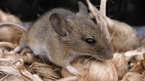 Field mouse eating an onion