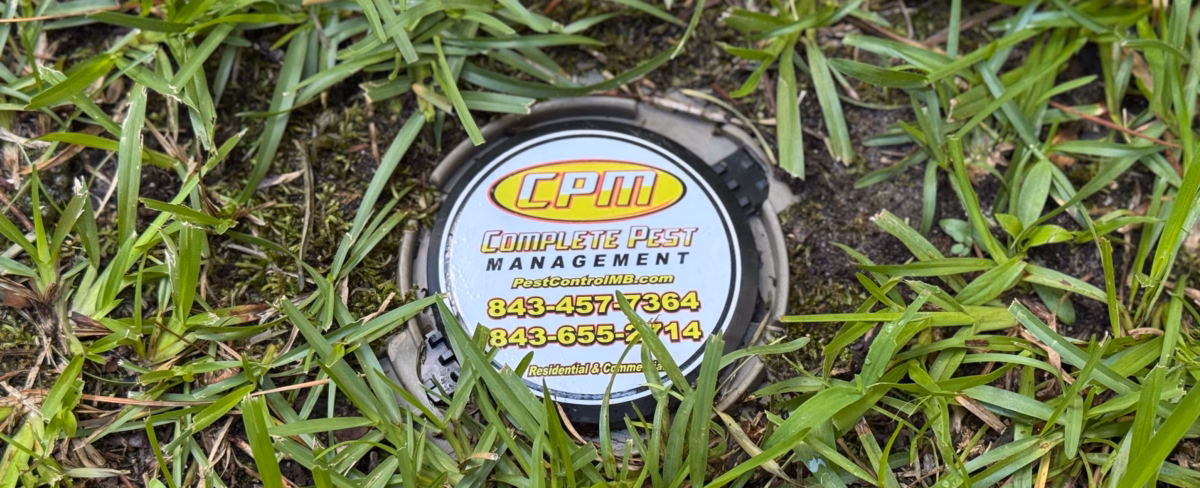 Termite Control Services