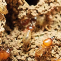 termite
