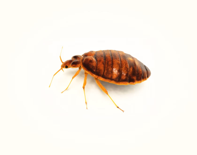 Bed Bug side profile
