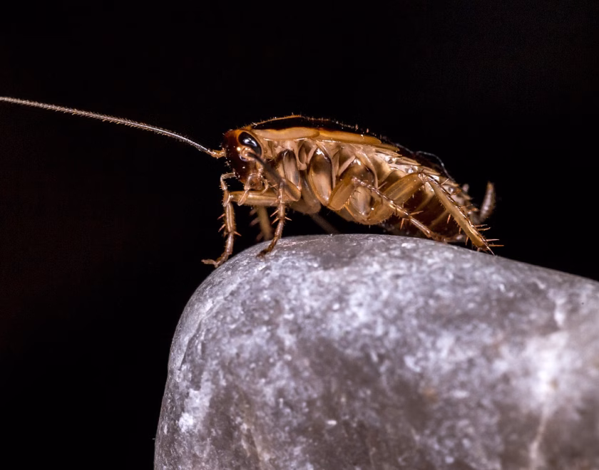 A close-up of a cockroach on a rock